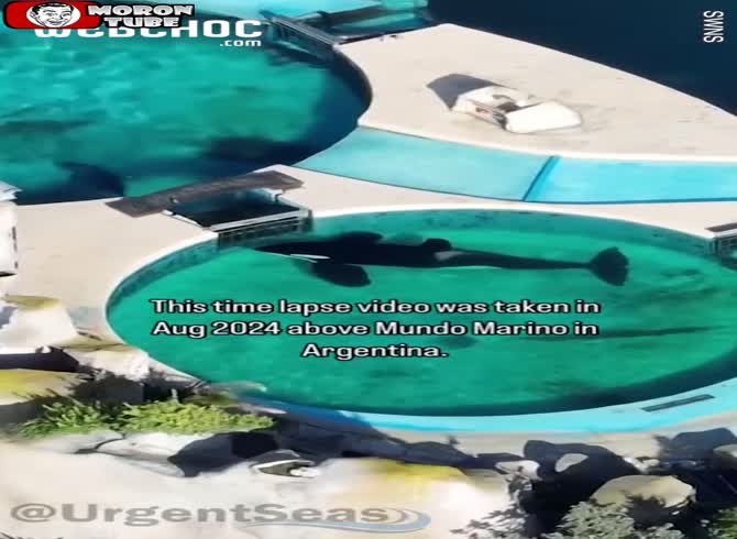 Video :In Argentina, the loneliest killer whale in the world remains still at its aquarium door for a full day